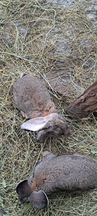 Vind iepuroaica de 2 ani uriaș german