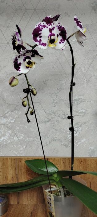 Орхидеи Phalaenopsis