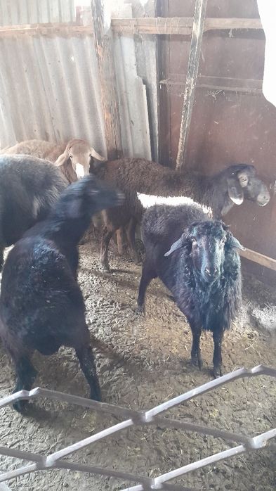 Қошқарлар сатылады.