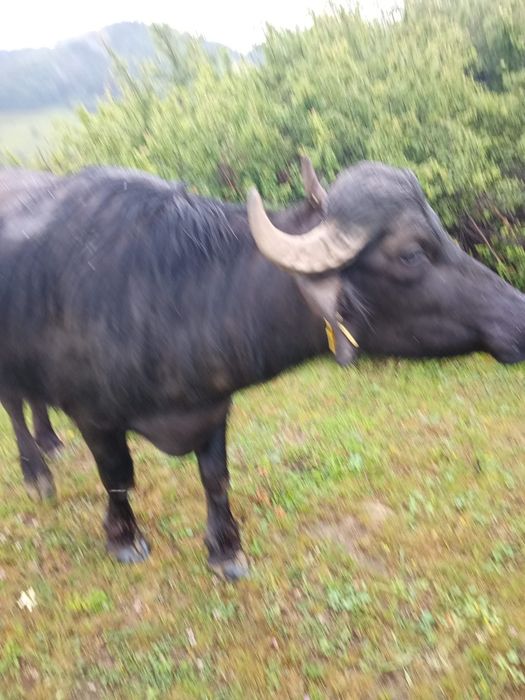 Junincă de bivol gestantă