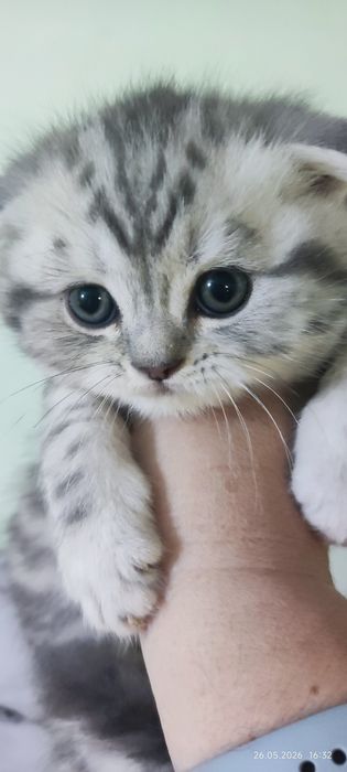 Милые котята скотиш