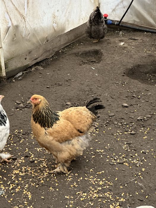 Brahma Columbia, HD si Albastru