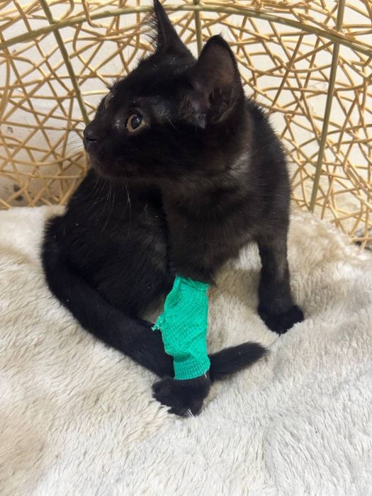 Британский котенок