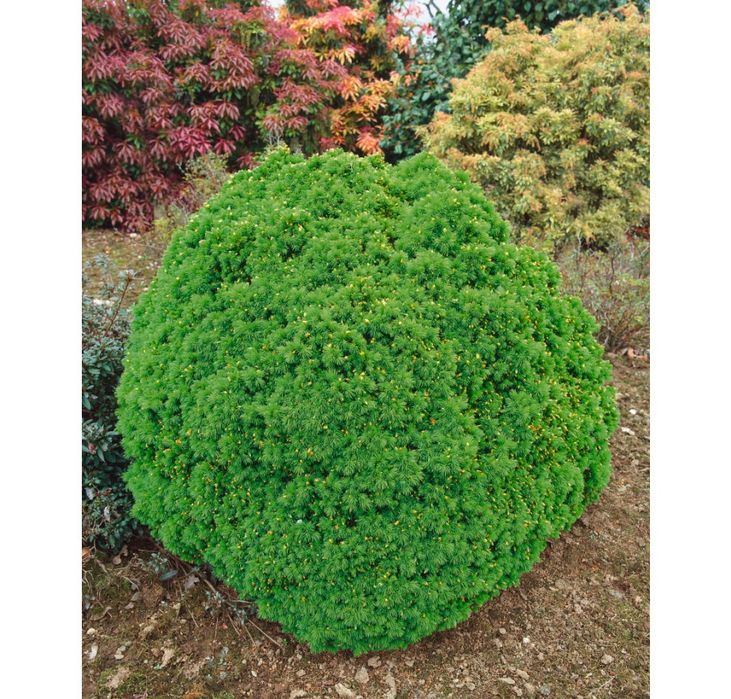 Пицея Алберта Глобе