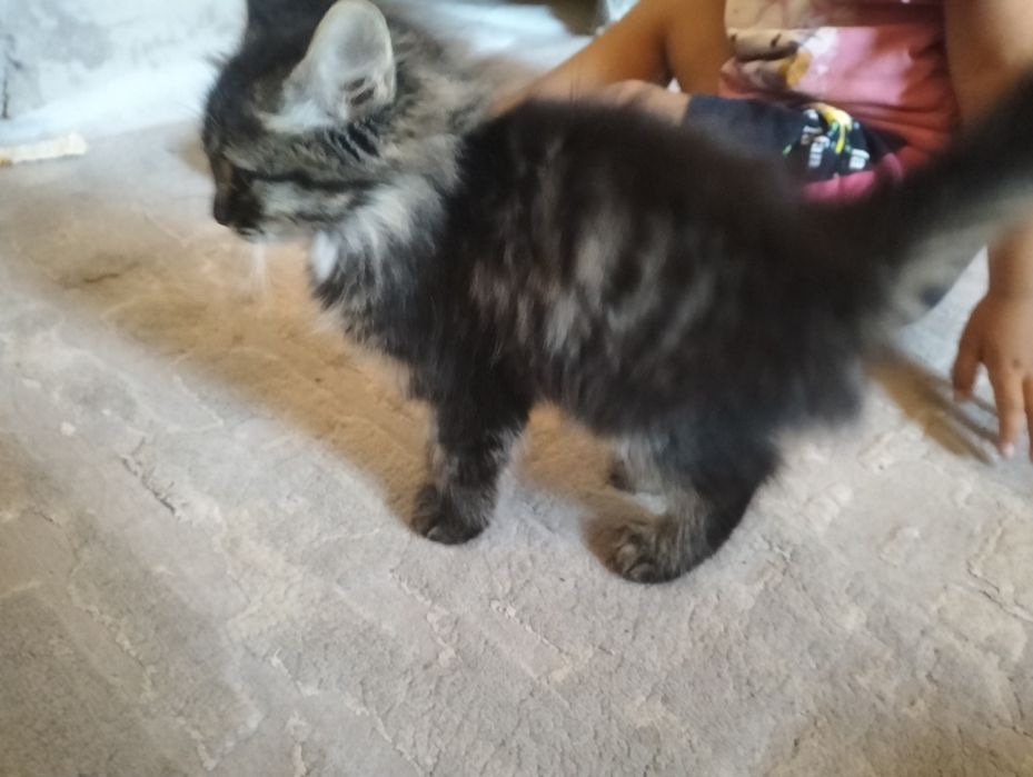 Котенок бесплатно