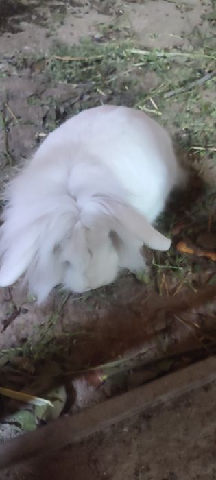 Декоративный кролик