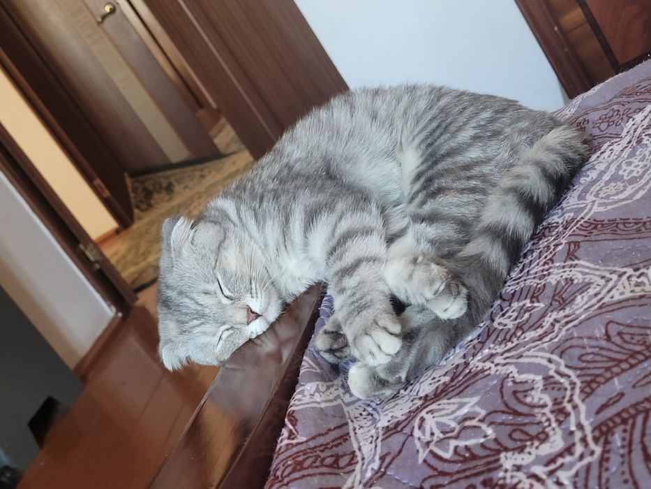 шотландская вислоухая (Scottish Fold)