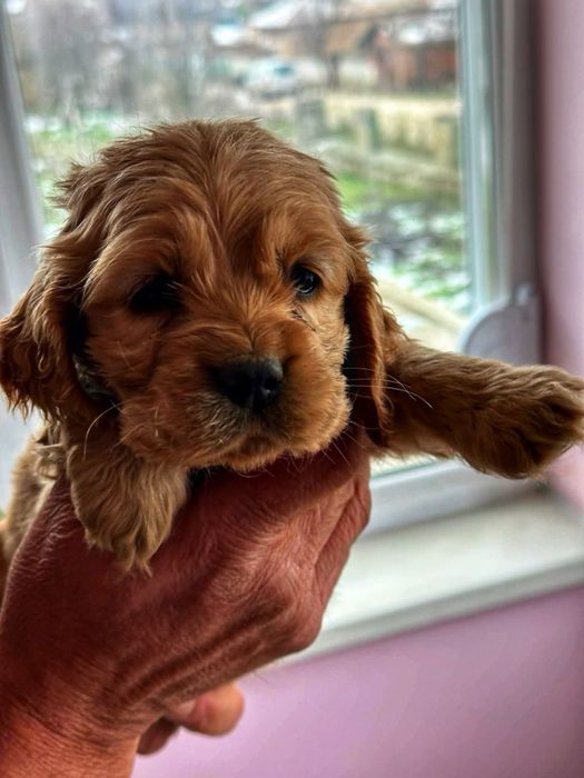 Кокершпаньолчета