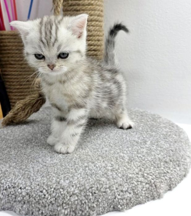 . ШотЛанДскиЕ КотЯта