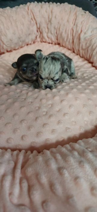 Милейшие щенки Чихуахуа