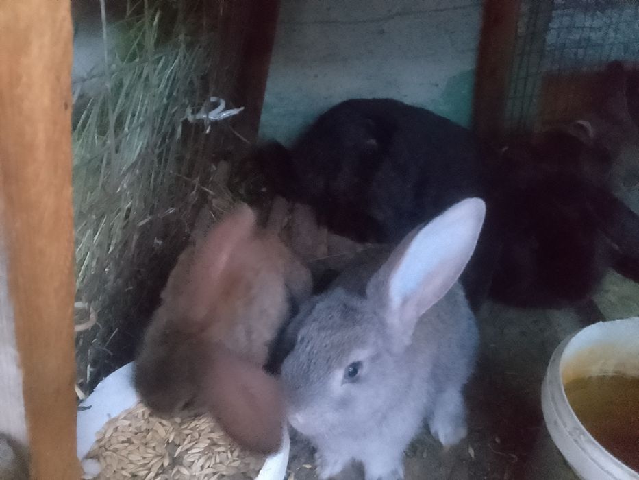 Кролики ,крольчата