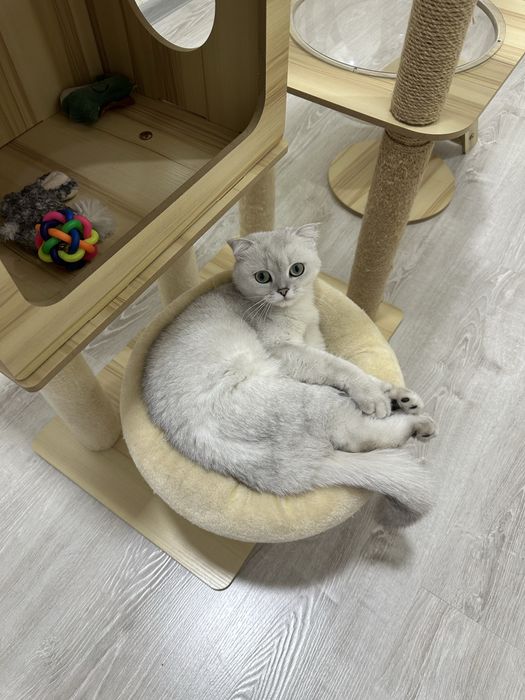 skotish fold SROCHNO sotiladi