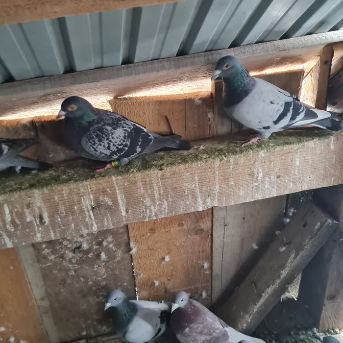 Vând  porumbei  viajori