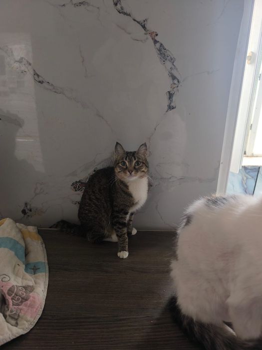 Ищем семью коту Феофану, британец экзот