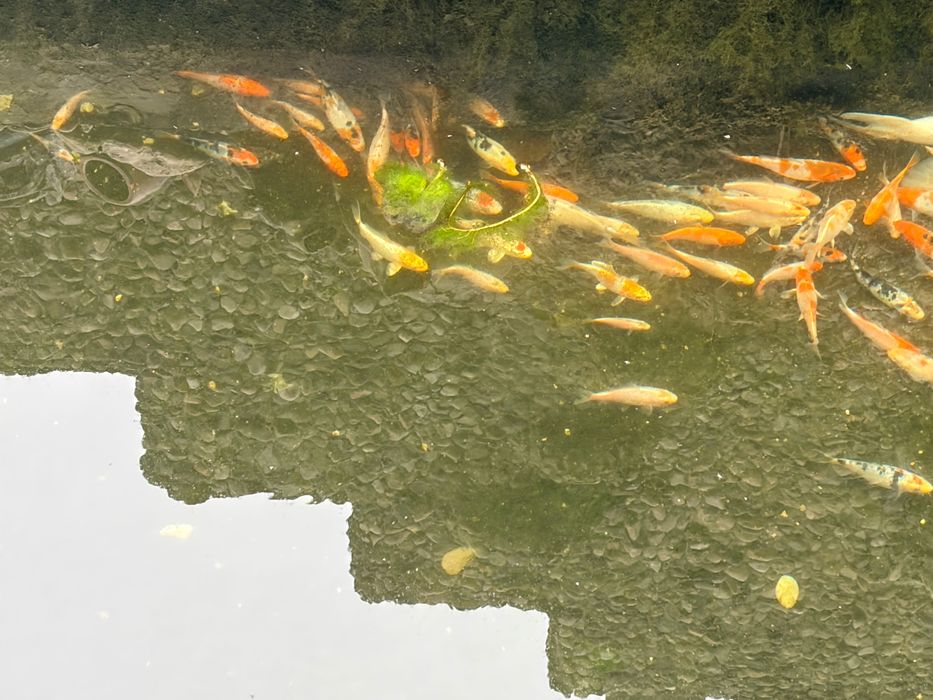 Малки езерни рибки Кои