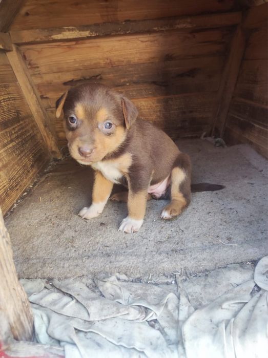 Охотничьи щенки полу Курцхаар даром