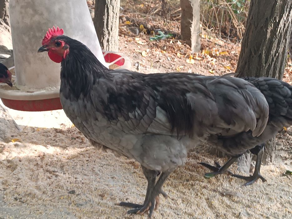 Cocoși rasa australorp