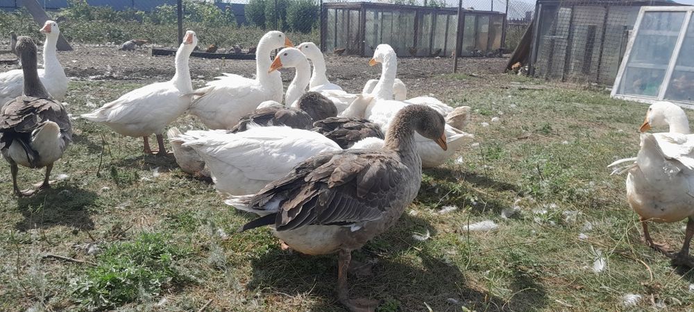 Продам гусей майские