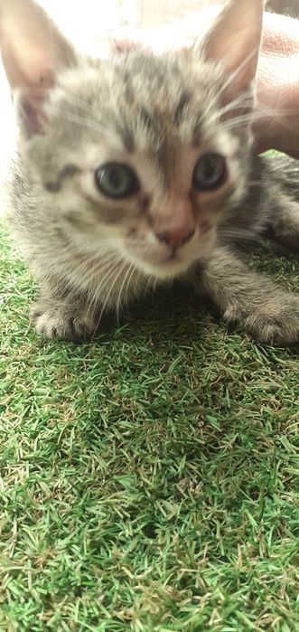 Pisicute pt adoptie