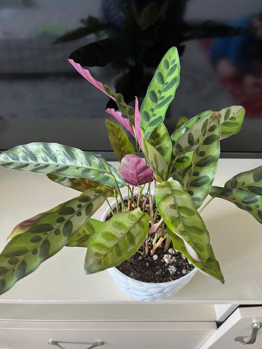 Комнатные растения