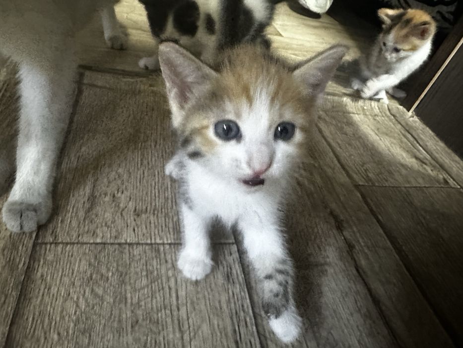 Отдам котят в добрые руки