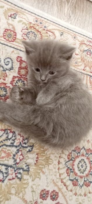 Котята от британки