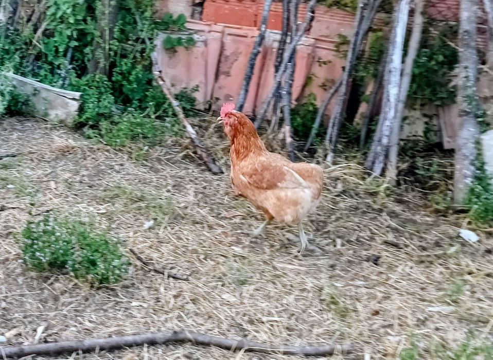 Кокошки различни породи