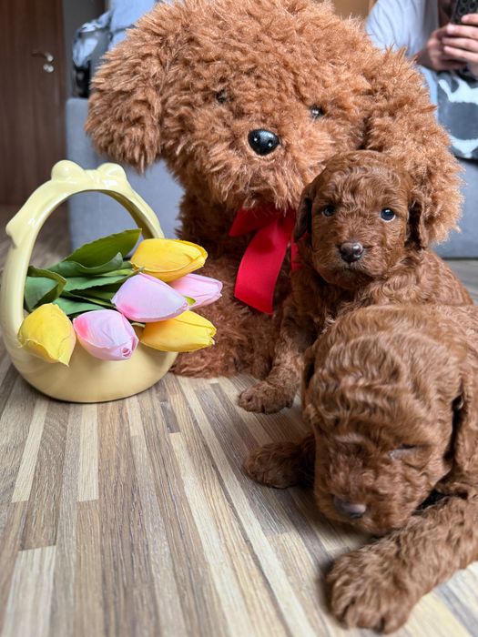 Toy poodle Той пудел