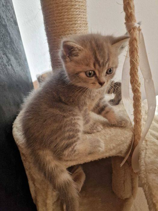 Британски котета - коте