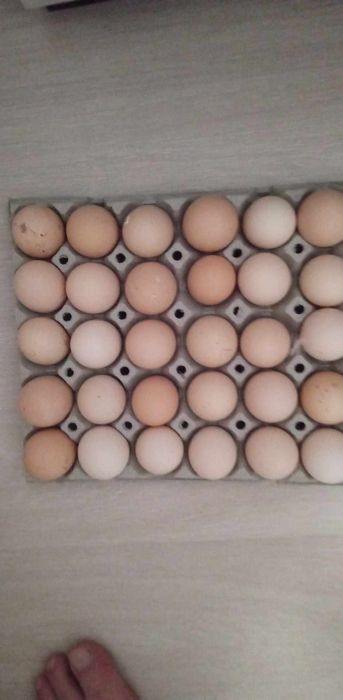 Ouă de găini brahma herminat deschis