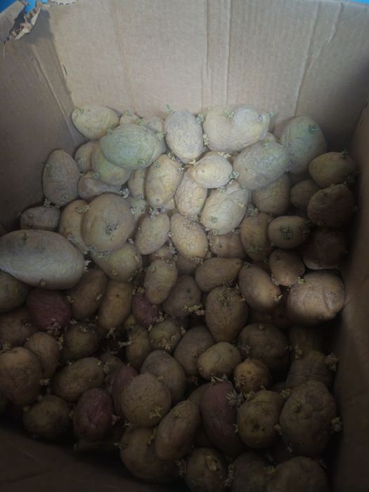 Продам картошку семенную