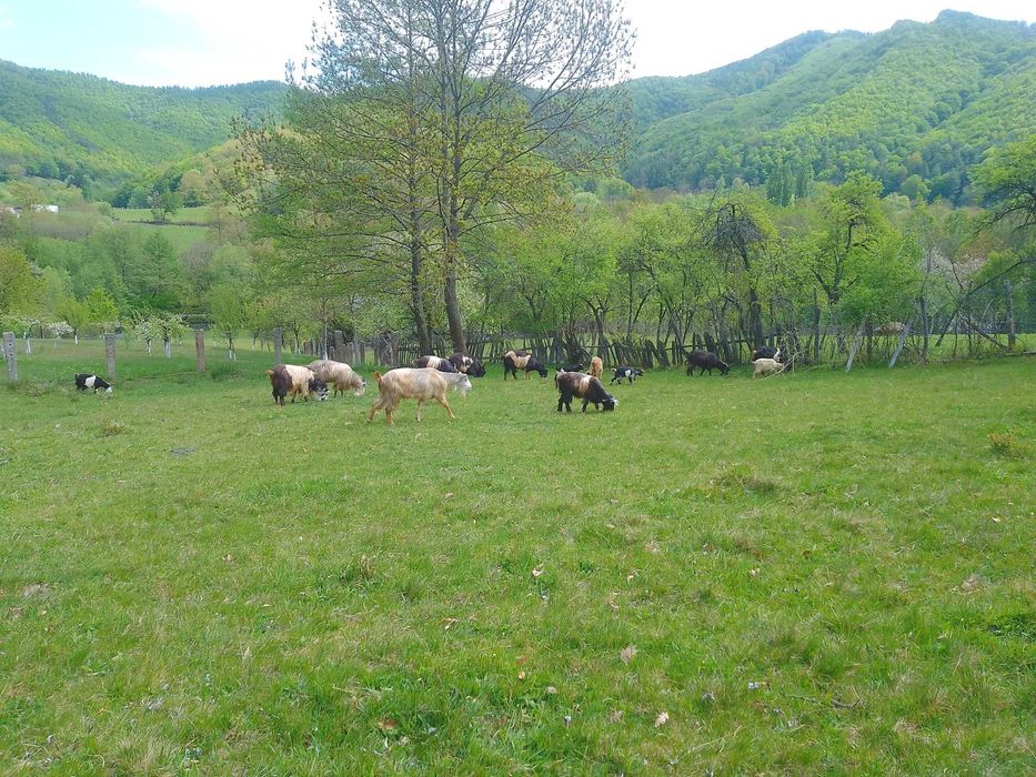 Capre si țapi de vanzare