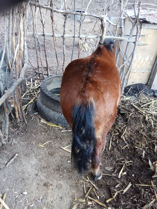 Кунан сатам срочно