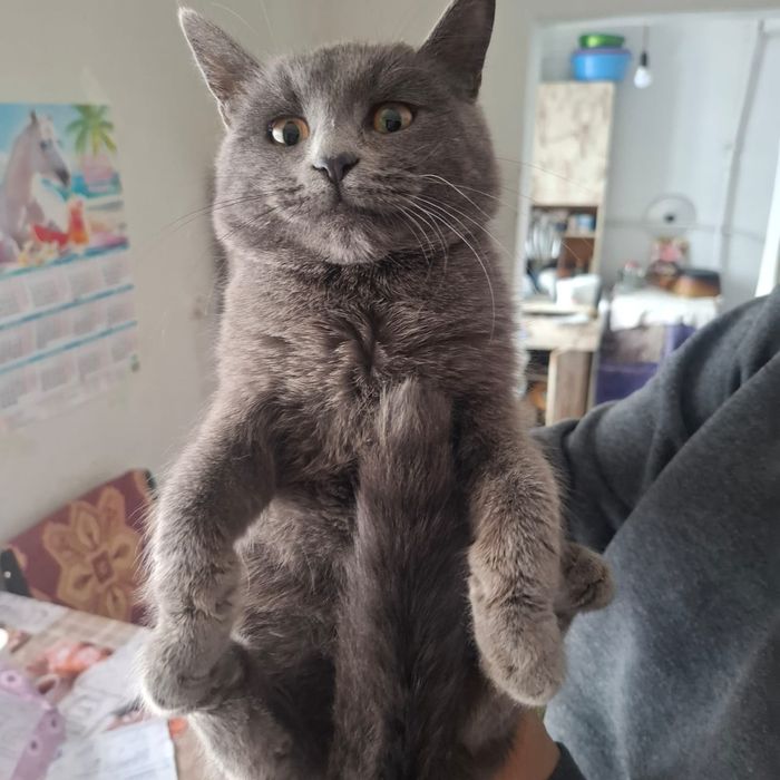 Продам котёнка 3000срочно