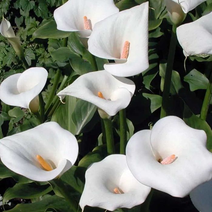 Комнатные цветы от 500 тн