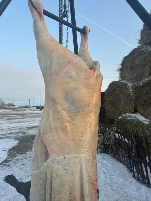 Соғым сатылады ет мямо