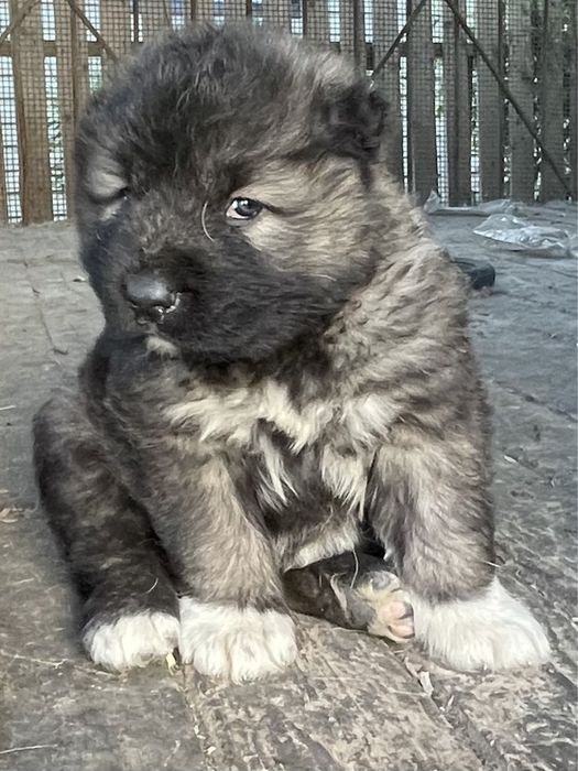 Кавказская овчарка