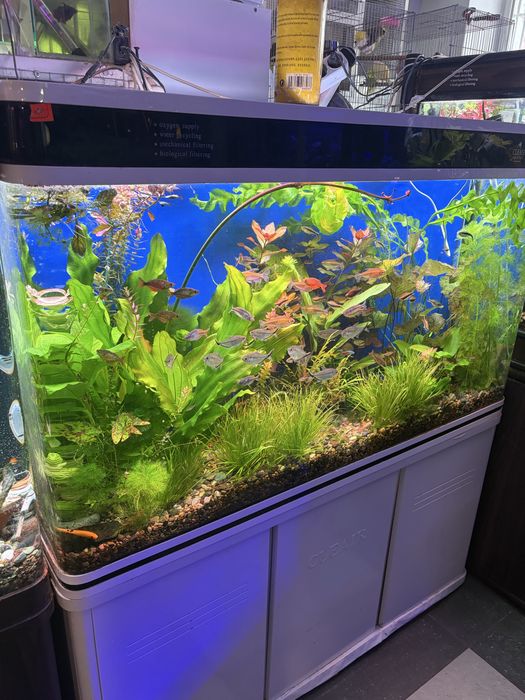 Продаются различные аквариумные рыбы