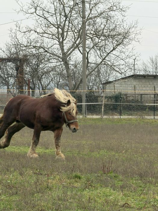 Armasar Comtois disponibil ptr Monta