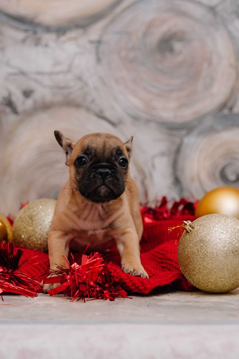 ДЕВОЧКА Французского бульдога