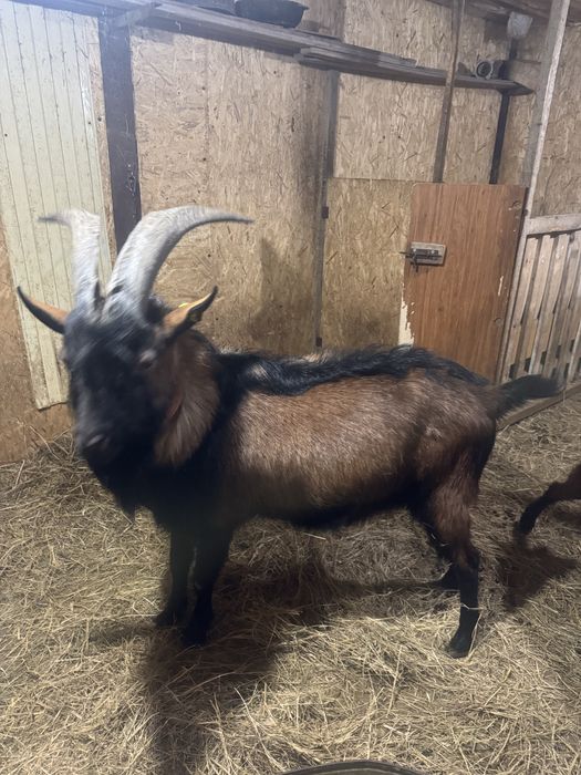 Асыл тұқымды теке.