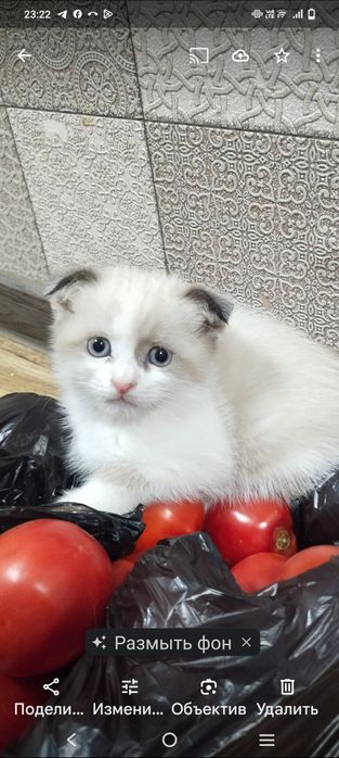 Продаются котята пародтстые красивые , котята приучены к лотку .