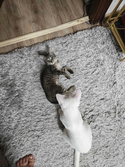 Котенок мальчик, славный, любит целовать