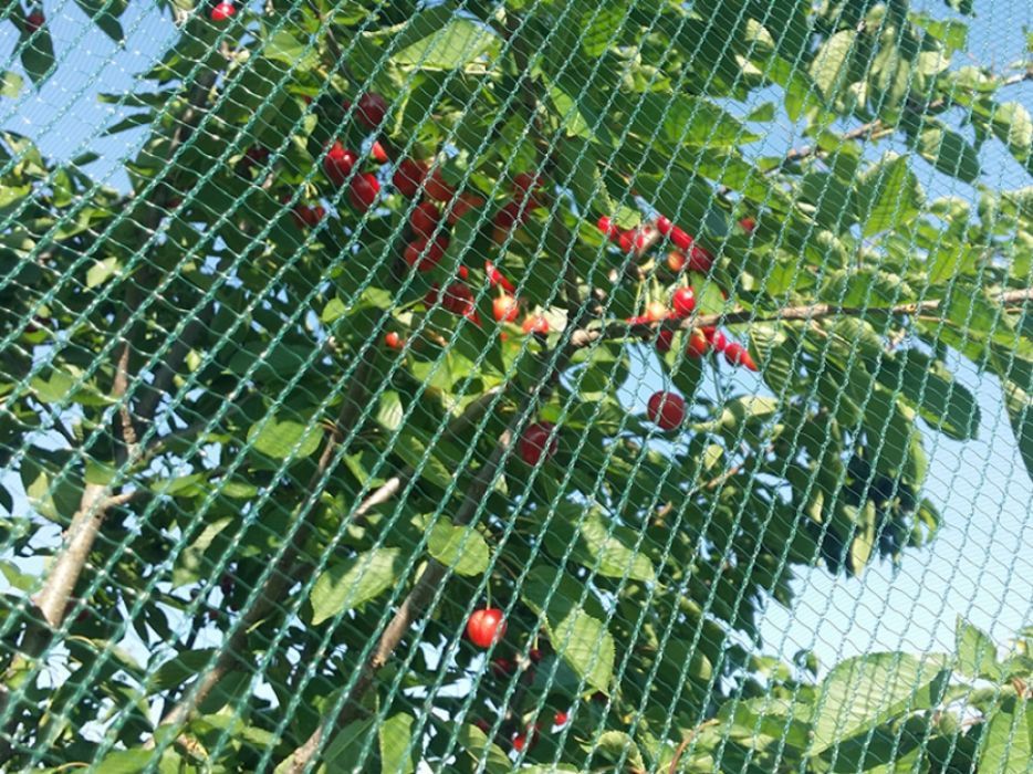 Plasa antipasari 16 gr/mp