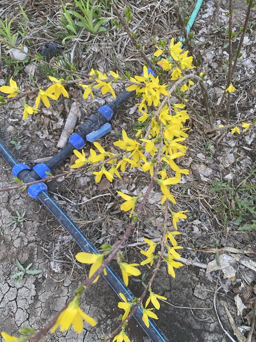 Цветы садовые многолетние