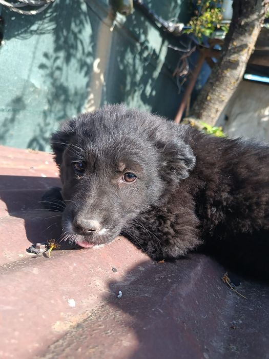 Donatie spre adopție căței