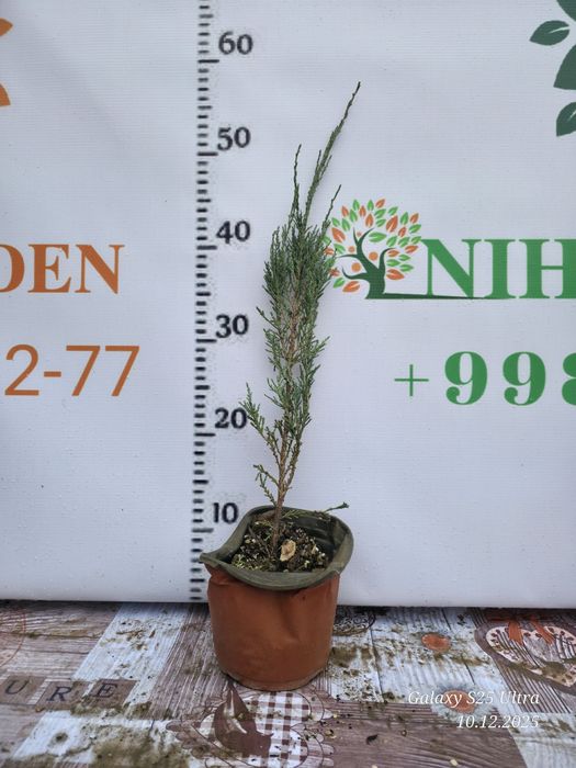 Можжевельник блю эрроу саженец