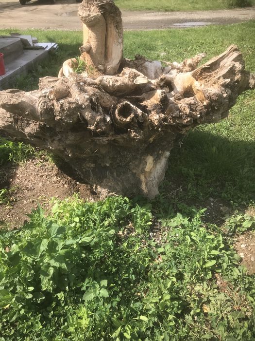 Radacina de fag pentru decotatii gradina