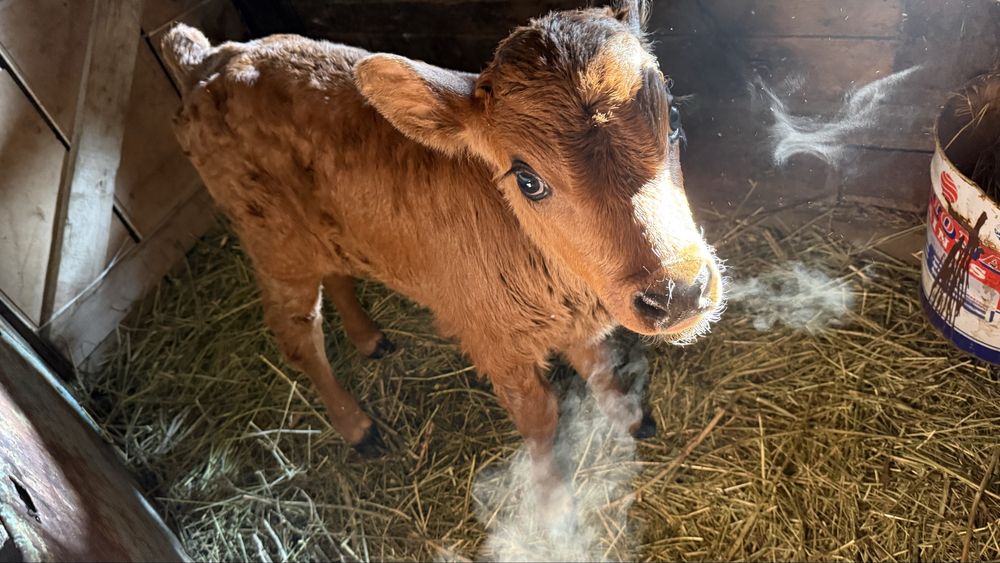 Теленок 2 недельный бычок