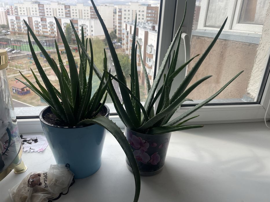 Продам цветы Алое